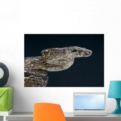Argentine Boa Boa Constrictor shown on a wall