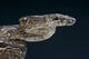 Argentine Boa Boa Constrictor