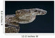 Argentine Boa Boa Constrictor