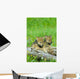 Wolf Cubs Wall Mural