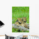 Wolf Cubs Wall Mural
