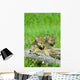 Wolf Cubs Wall Mural