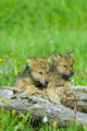 Wolf Cubs Wall Mural