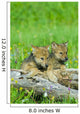 Wolf Cubs Wall Mural