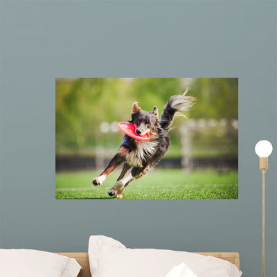 Border Collie Dog Brings shown on a wall