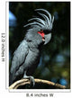 Black Parrot