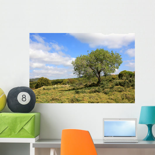 Israel Landscape