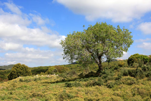 Israel Landscape