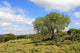 Israel Landscape