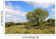 Israel Landscape