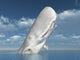 White Whale Wall Mural
