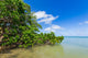 Mangroves Sea