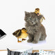 Small Kitten and Ducklings