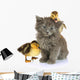 Small Kitten and Ducklings