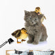 Small Kitten and Ducklings