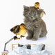 Small Kitten and Ducklings