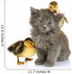 Small Kitten and Ducklings