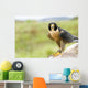 Peregrine Falcon