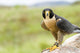 Peregrine Falcon