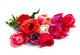 bunch of red and pink tulips over white Wall Decal