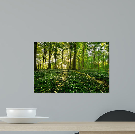Forest Anemones
