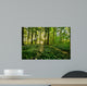 Forest Anemones