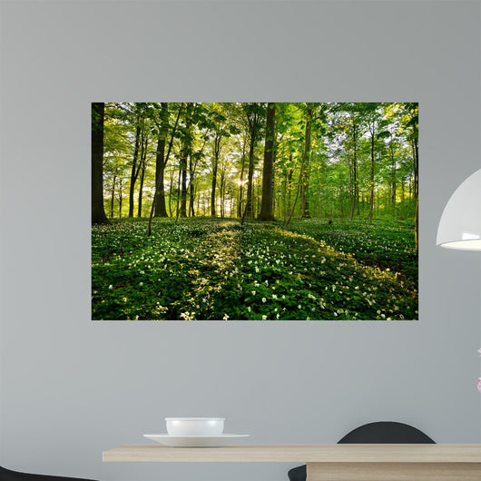 Forest Anemones
