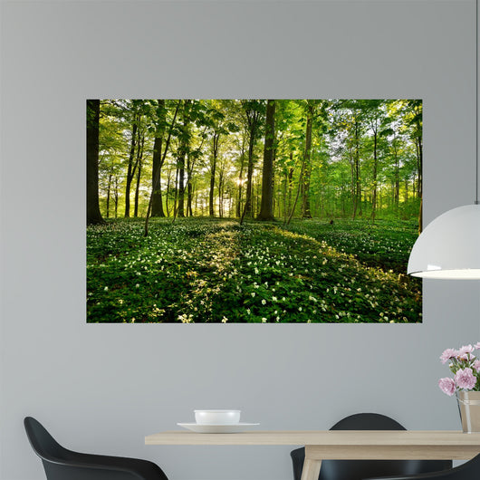 Forest Anemones