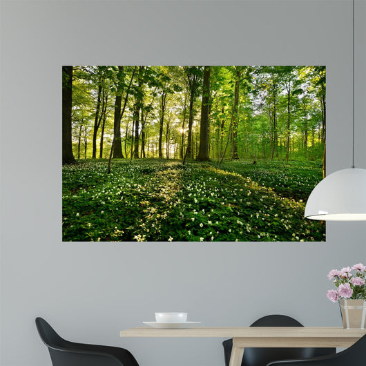 Forest Anemones
