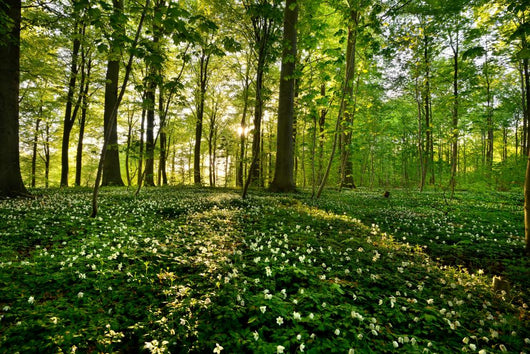 Forest Anemones
