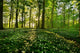Forest Anemones