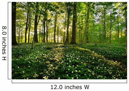 Forest Anemones