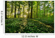 Forest Anemones