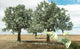 Money Growing Trees Wall Mural