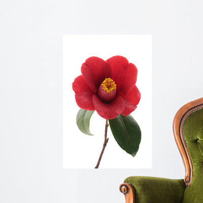 Kurostubaki Black Red Camellia shown on a wall