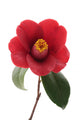 Kurostubaki Black Red Camellia