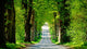 Country Road with Allee