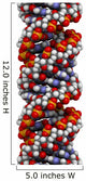 Dna A-dna Conformation