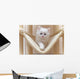 Cat Kitten Cat House