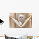 Cat Kitten Cat House