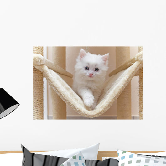 Cat Kitten Cat House