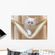 Cat Kitten Cat House