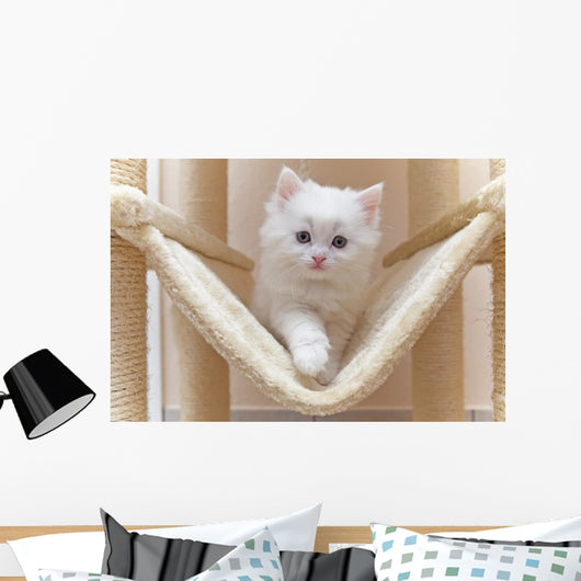 Cat Kitten Cat House