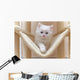 Cat Kitten Cat House