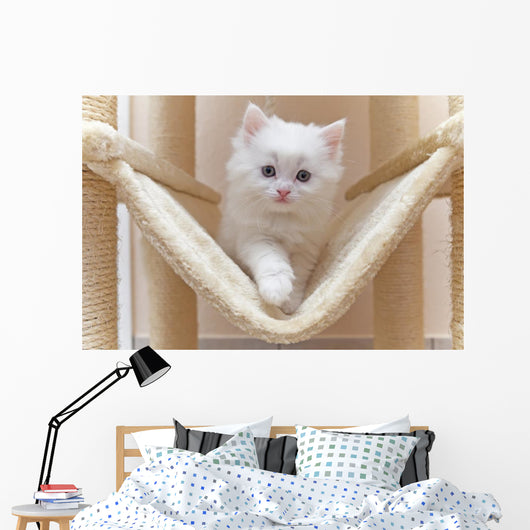 Cat Kitten Cat House