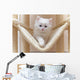 Cat Kitten Cat House