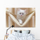Cat Kitten Cat House