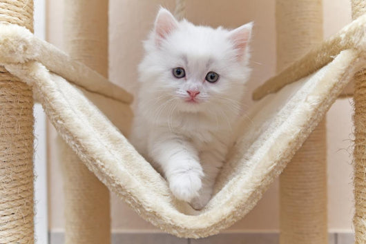 Cat Kitten Cat House