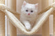 Cat Kitten Cat House