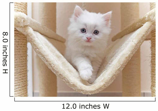 Cat Kitten Cat House